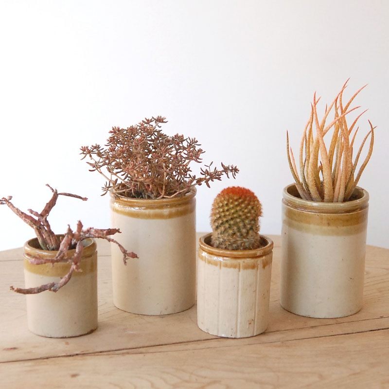 succulent x brown top antique pot