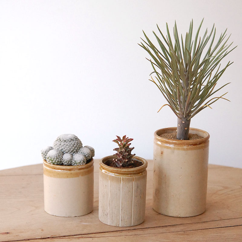 succulent x brown top antique pot