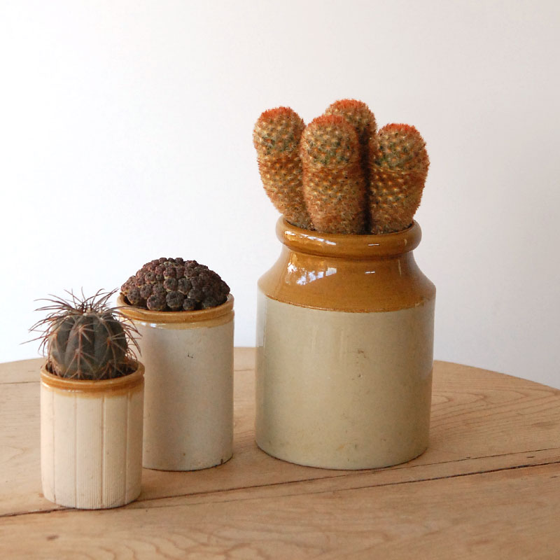 succulent x brown top antique pot