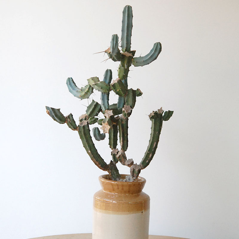 succulent x brown top antique pot 