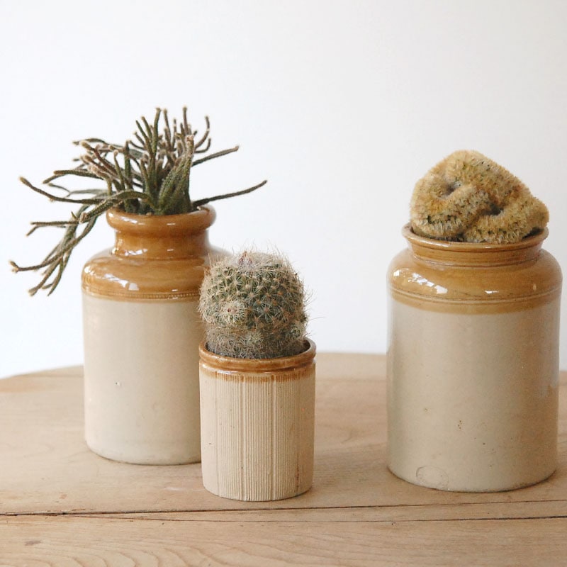 succulent x brown top antique pot | 多肉植物の専門店 solxsol