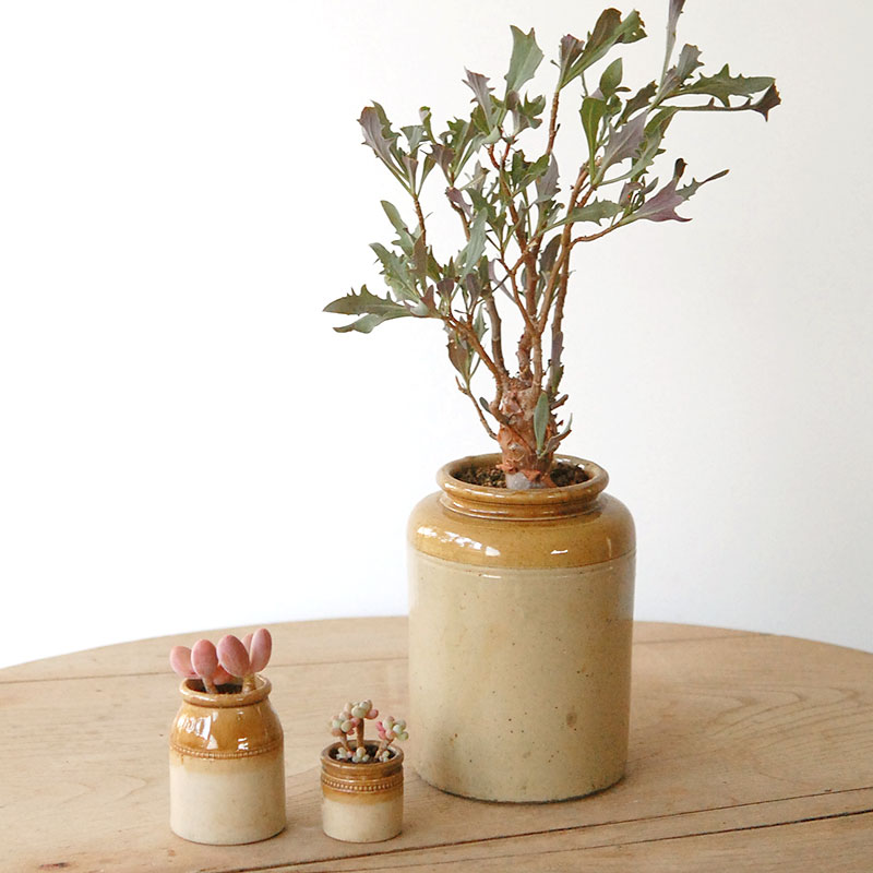 succulent x brown top antique pot
