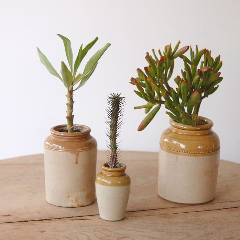 多肉植物・サボテンの専門通販・販売 solxsol（ソルバイソル）