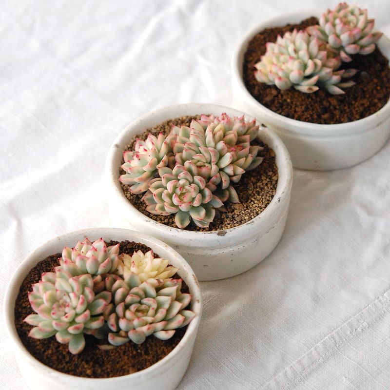 『 HOLIDAY SELECTION 』Echeveria 女雛錦 x antique pot