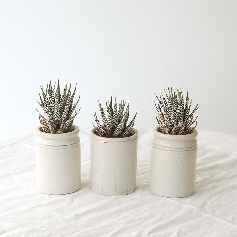 『 HOLIDAY SELECTION 』Haworthia十二の巻 x antique pot