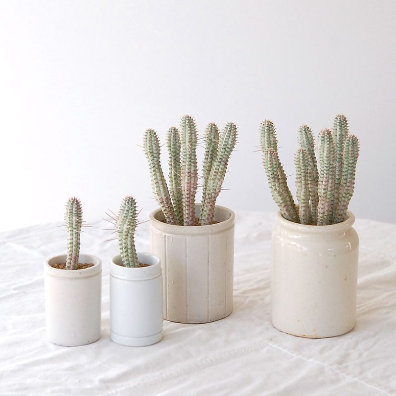 ユーフォルビアの通販・販売｜多肉植物の専門店 solxsol（ソルバイソル）