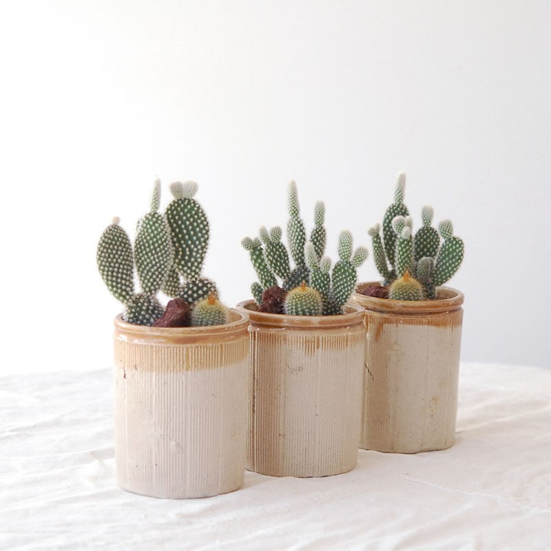 Top【選抜株】多肉植物　19586 カーニバル10個 鉢無し/脱土 ファイバーセメント製／植木鉢／プランター】ノード コニック