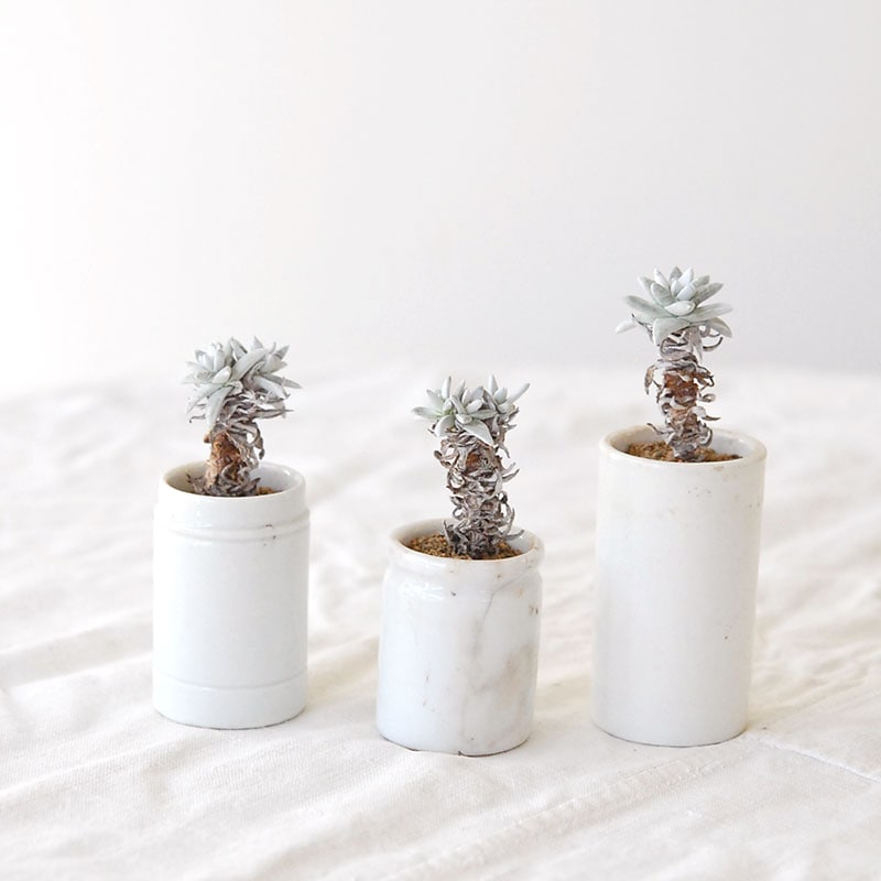 『 HOLIDAY SELECTION 』Dadleya グリーニー x antique pot 