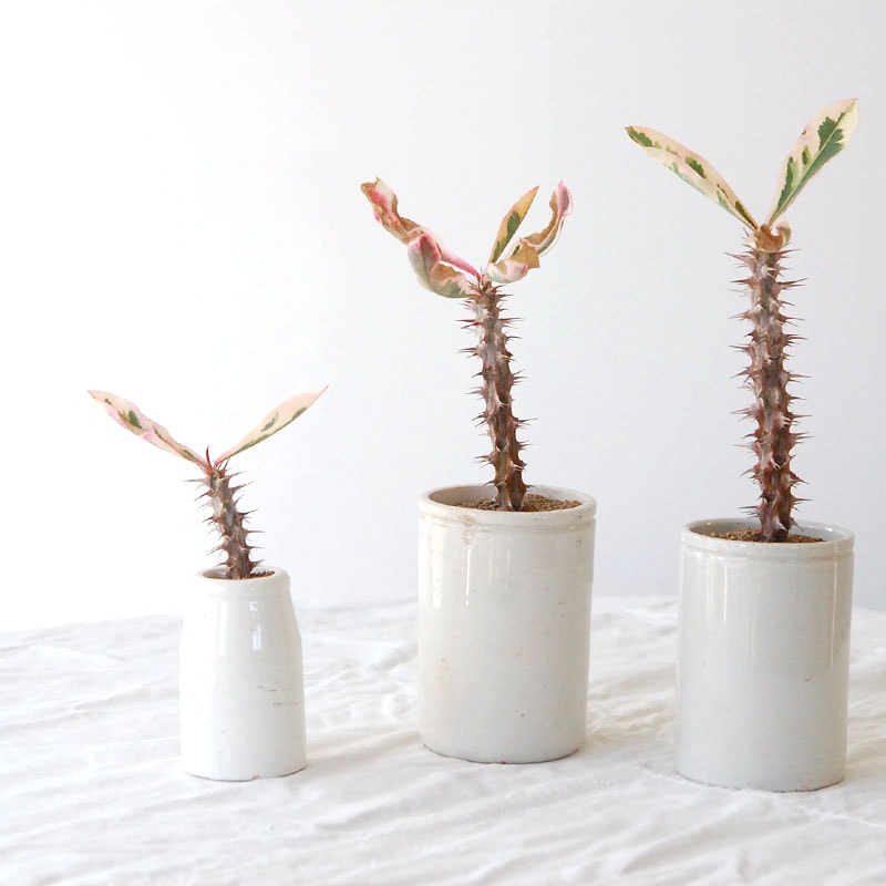 ユーフォルビアの通販・販売｜多肉植物の専門店 solxsol（ソルバイソル）