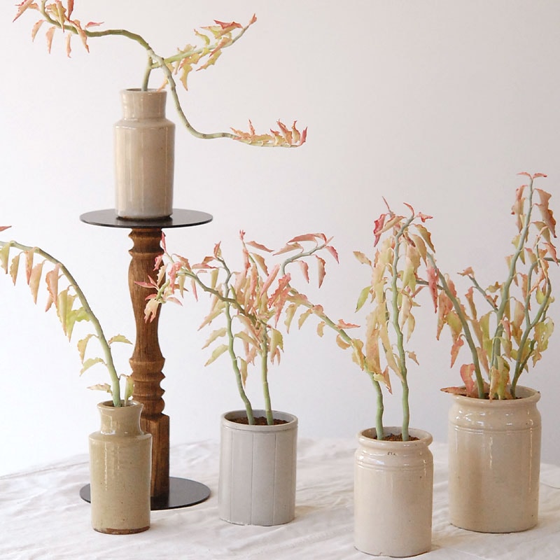 『 HOLIDAY SELECTION 』Euphorbia 大銀竜錦 x antique pot