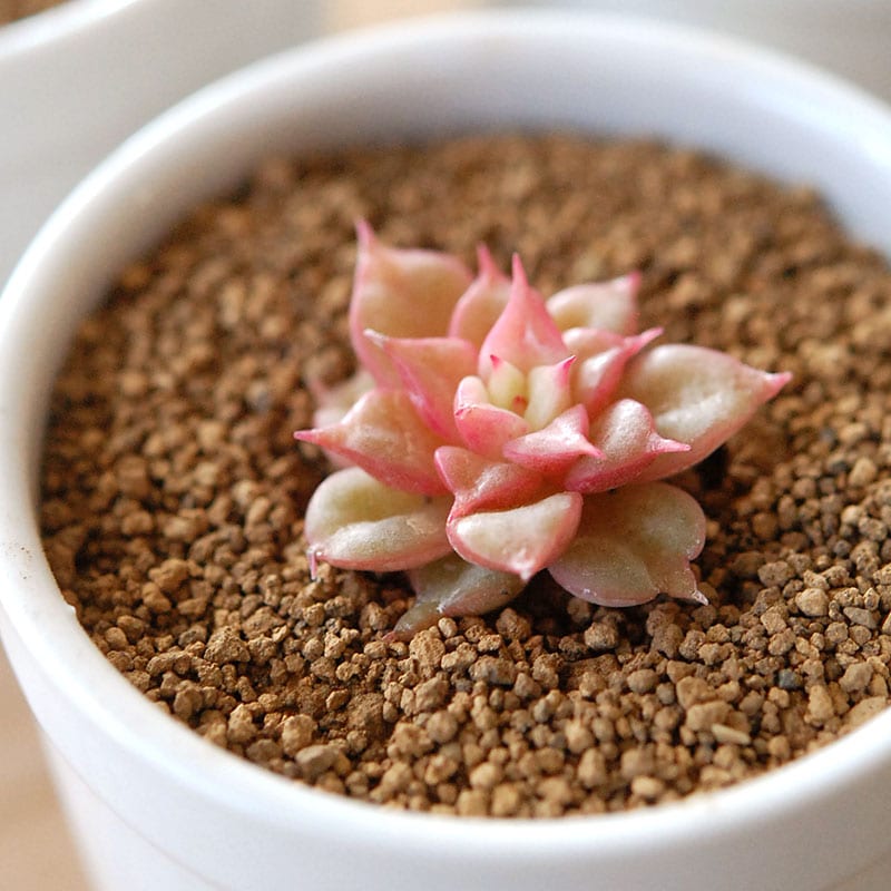 ゴールドフィンチ りんごの花 / Echeveria 