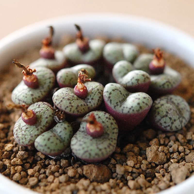 ピクラツム / Conophytum | 多肉植物の専門店 solxsol（ソルバイソル）