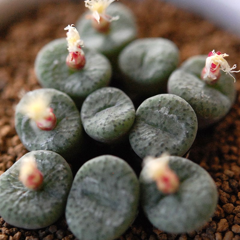 クラベランセ / Conophytum