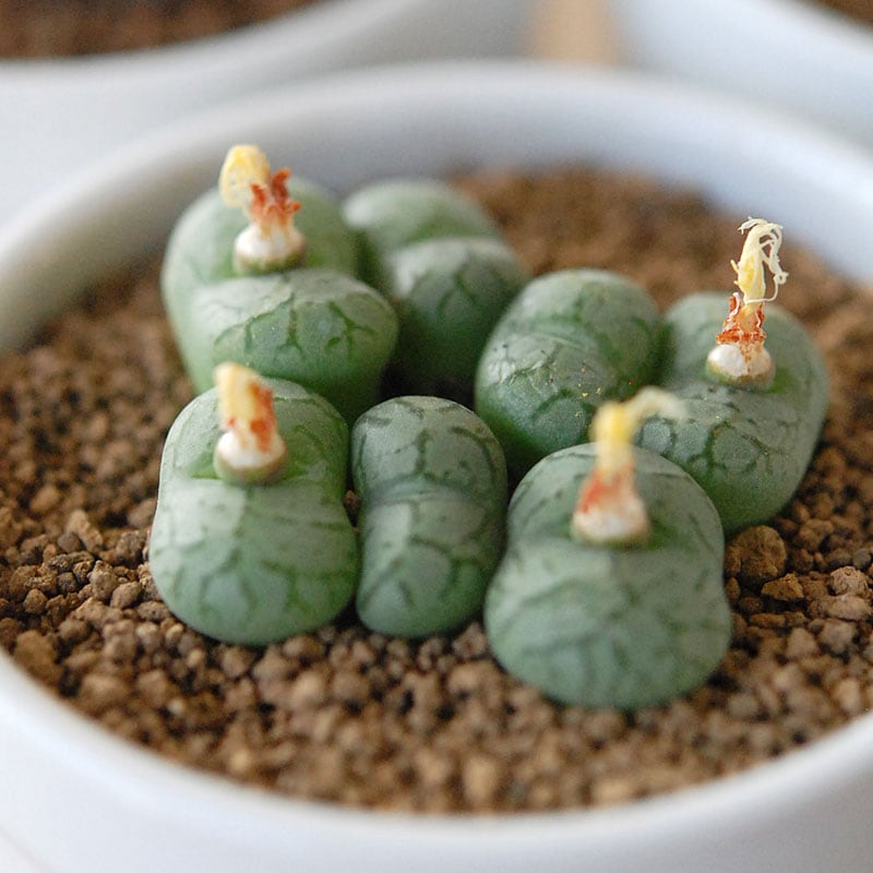 中納言 / Conophytum