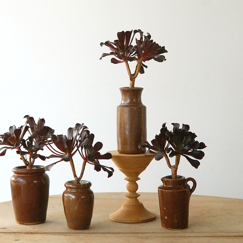 Aeonium カシミヤバイオレット x antique pot