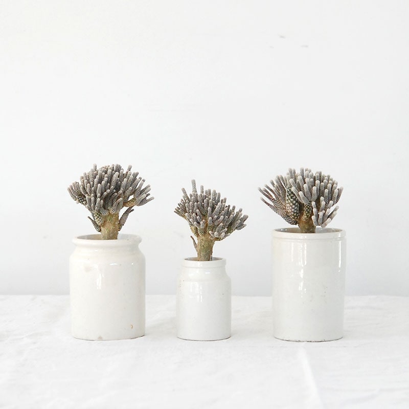 Turbinicarpus ミニマ x antique pot