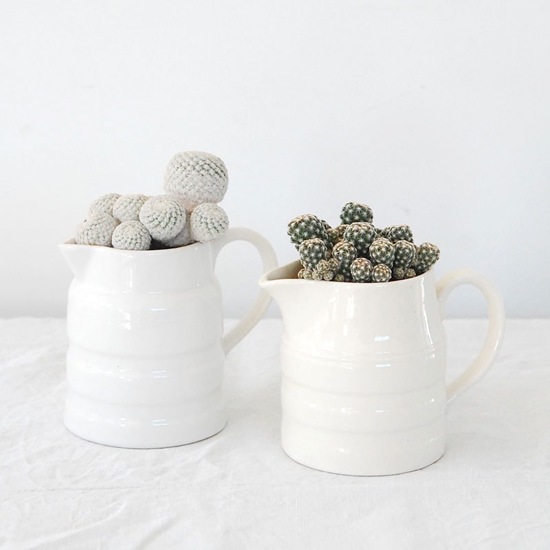 cactus x antique pitcher