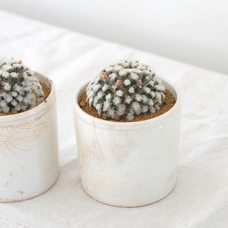 Mammillaria 白星 x antique pot