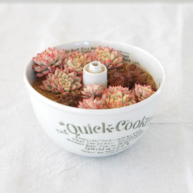Echeveria 女雛錦 x antique pot 479