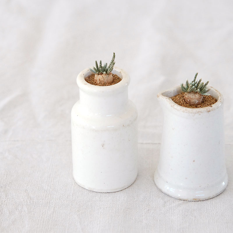 Avonia quinaria (赤花) x antique pot