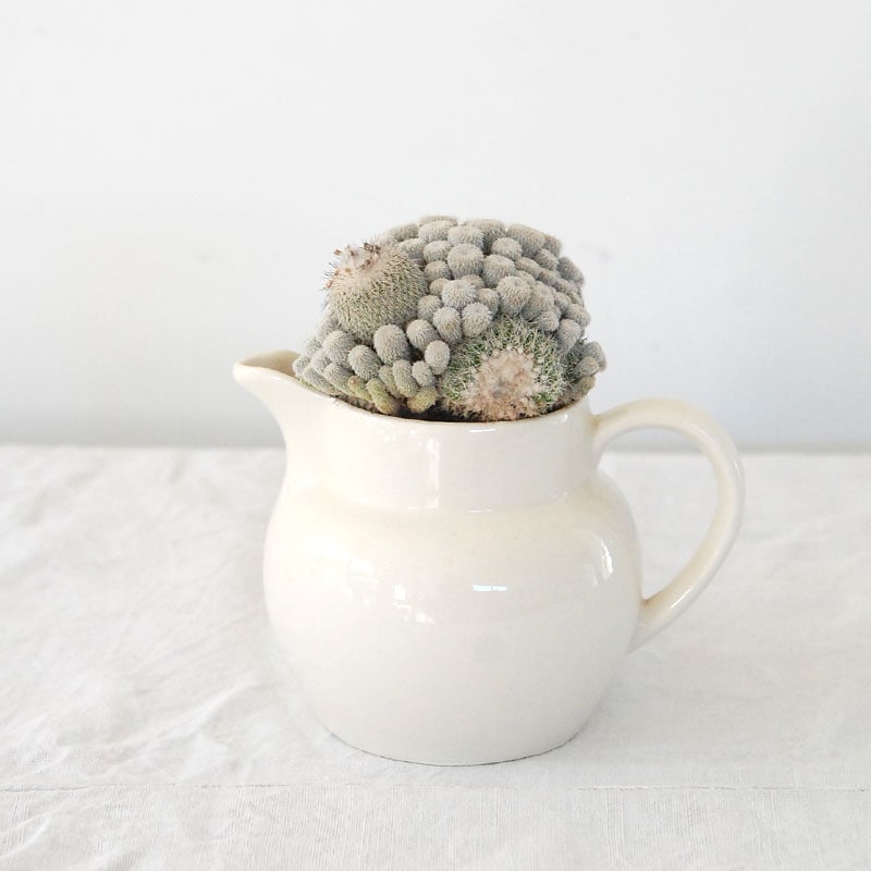 Epithelantha かぐや姫 x antique pot 486