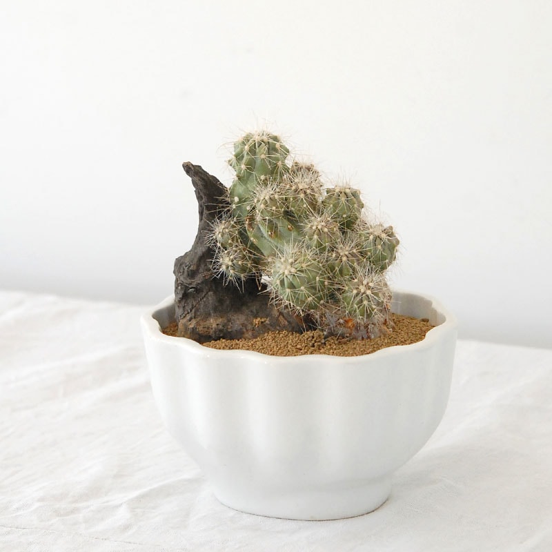 Copiapoa モンタナ x antique pot 487