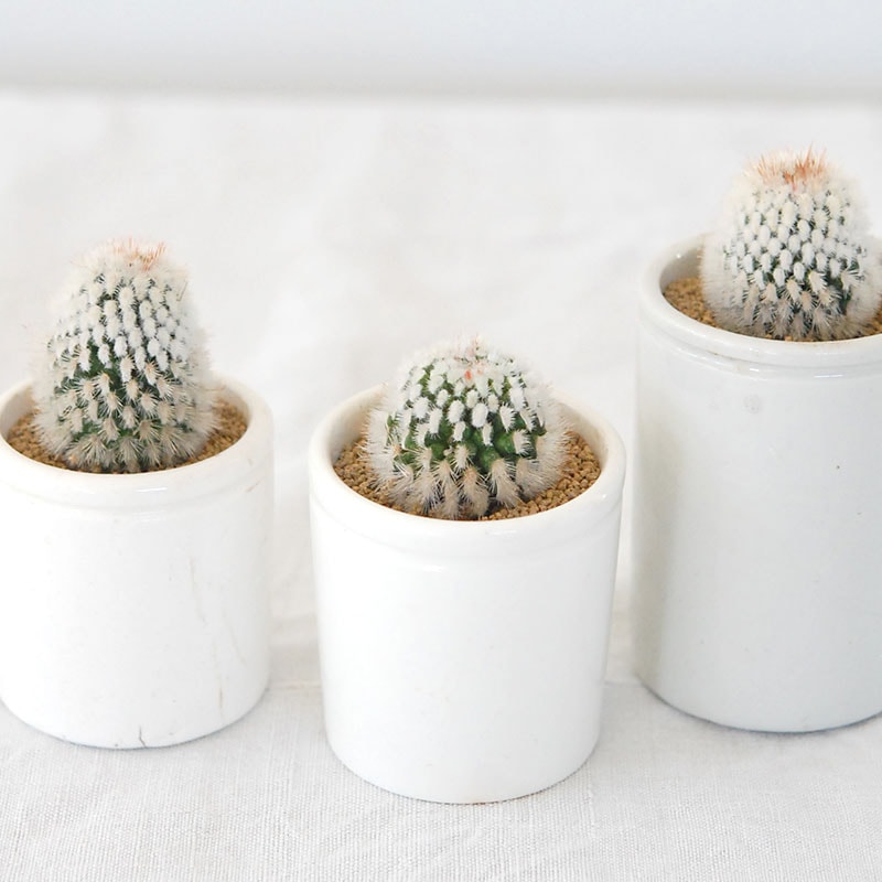 Mammillaria 緋泉 x antique pot