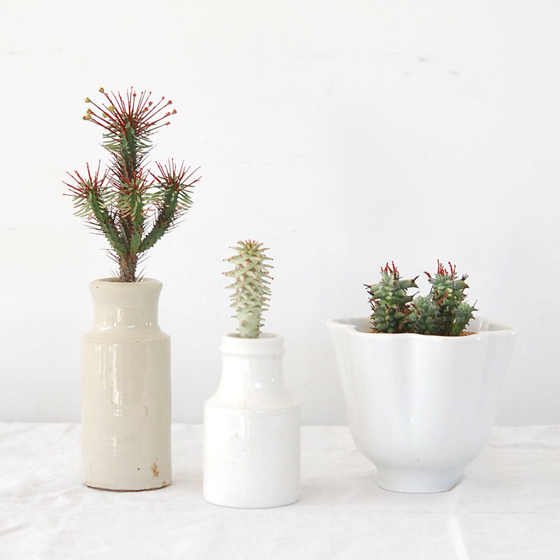 Euphorbia x antique pot 