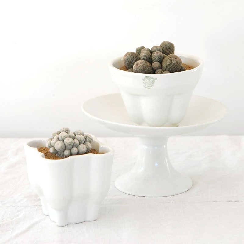 cactus x antique pot