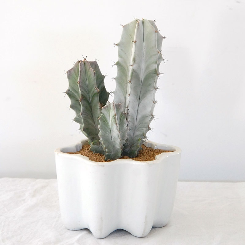 Stenoereus   朝霧閣 x antique pot 500