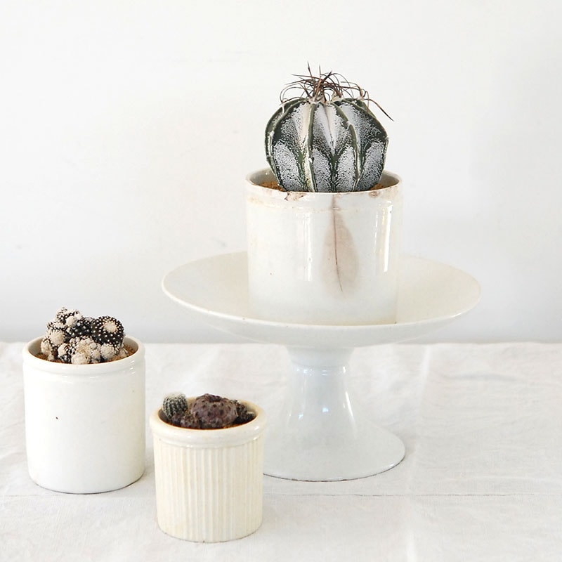 cactus x antique pot