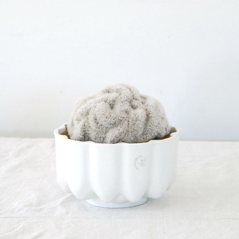 Mammillaria アルビコマセッカ x antique pot 507