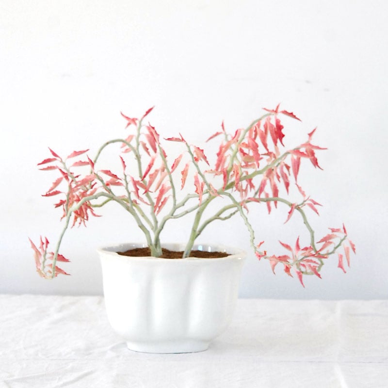 Euphorbia 大銀竜錦 x antique pot 508