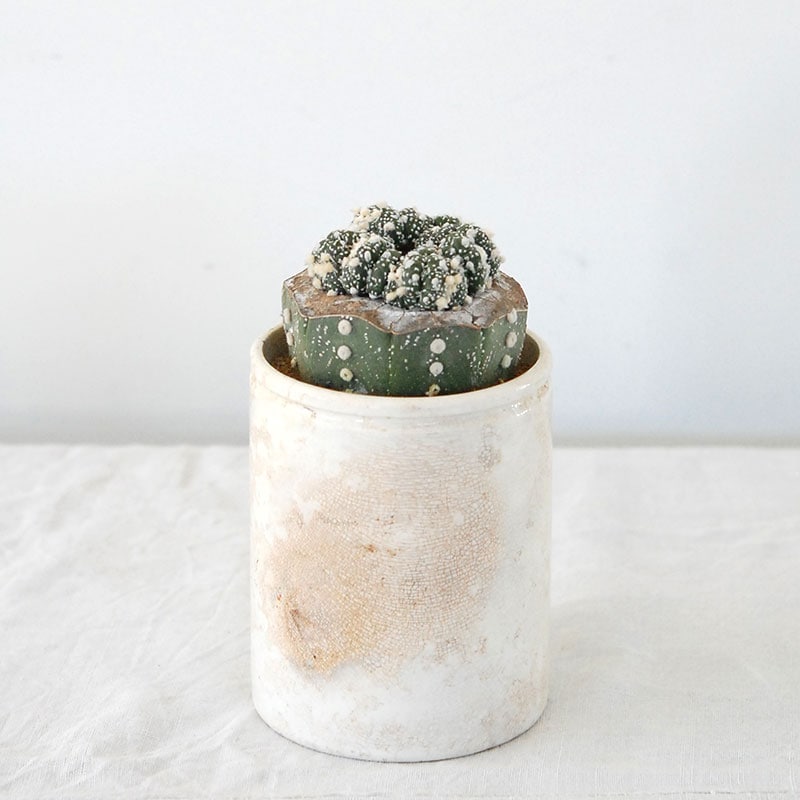 Astrophytum 兜丸 x antique pot 509