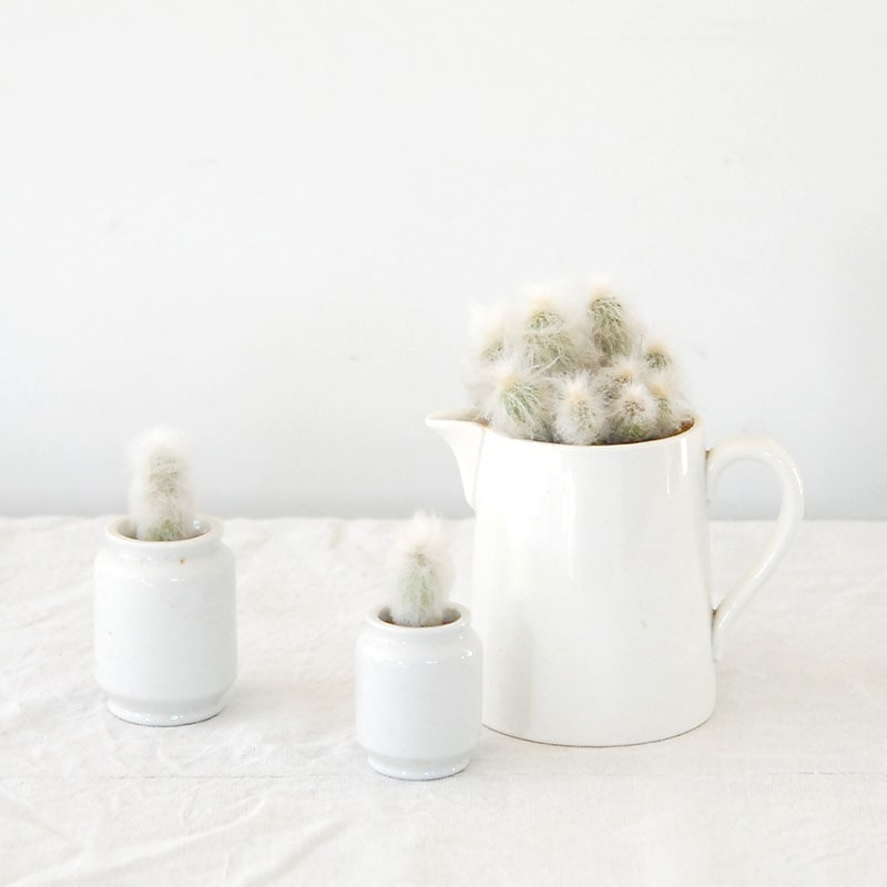Espostoa x antique pot
