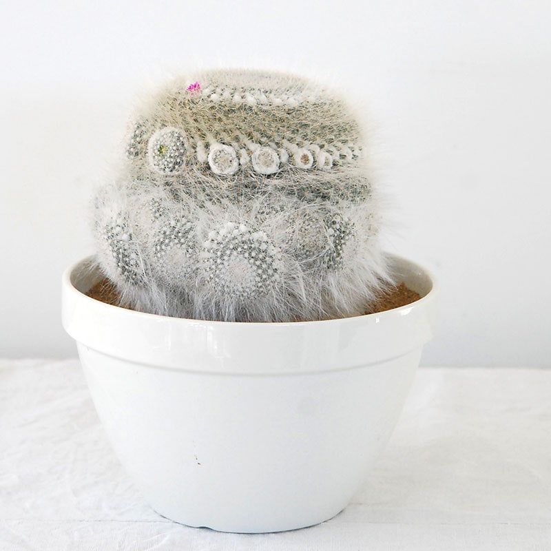 Mammillaria 玉翁 x antique pot 513