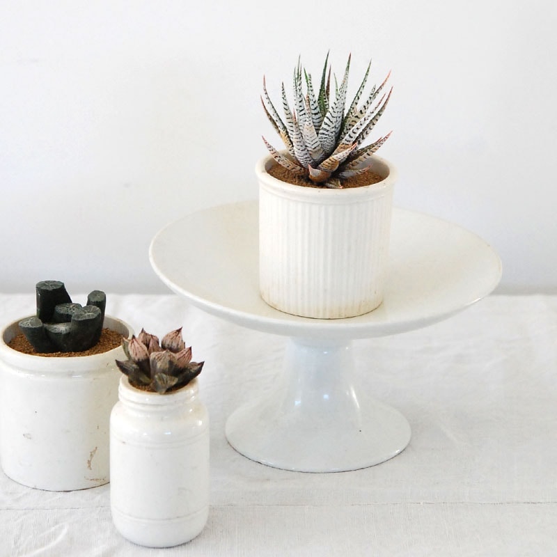 Haworthia x antique pot