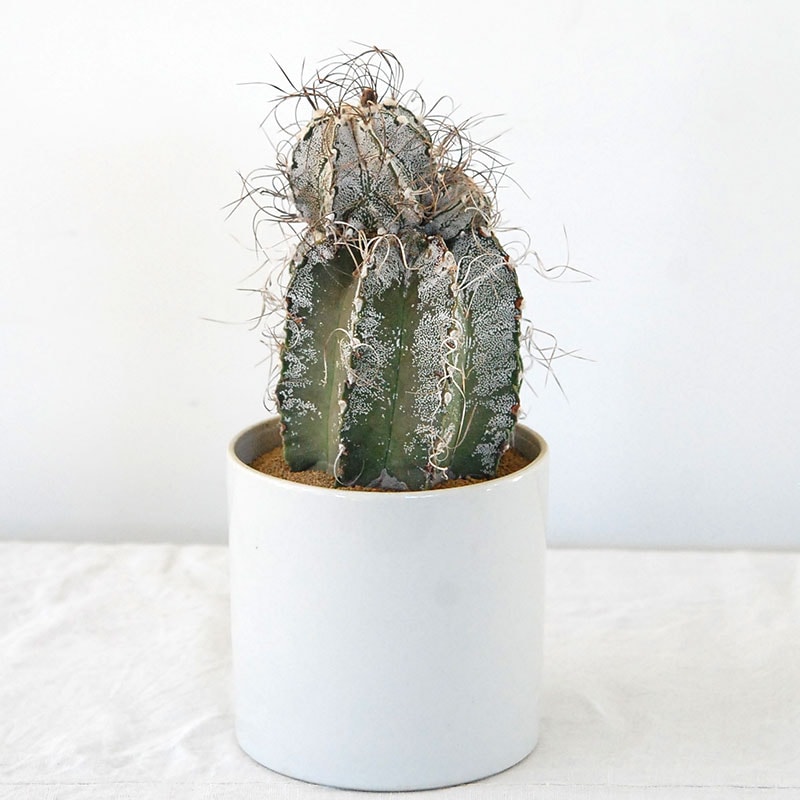 Astrophytum 白瑞鳳玉 x antique pot 517