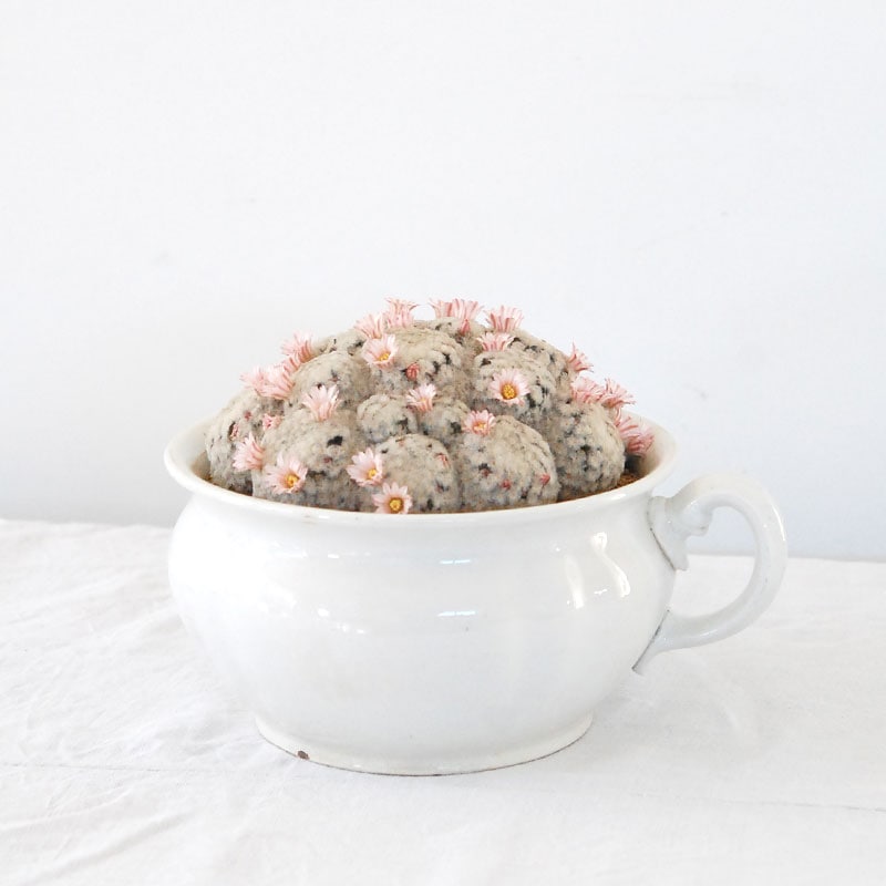 Mammillaria 白星(ピンク花) x antique pot 521