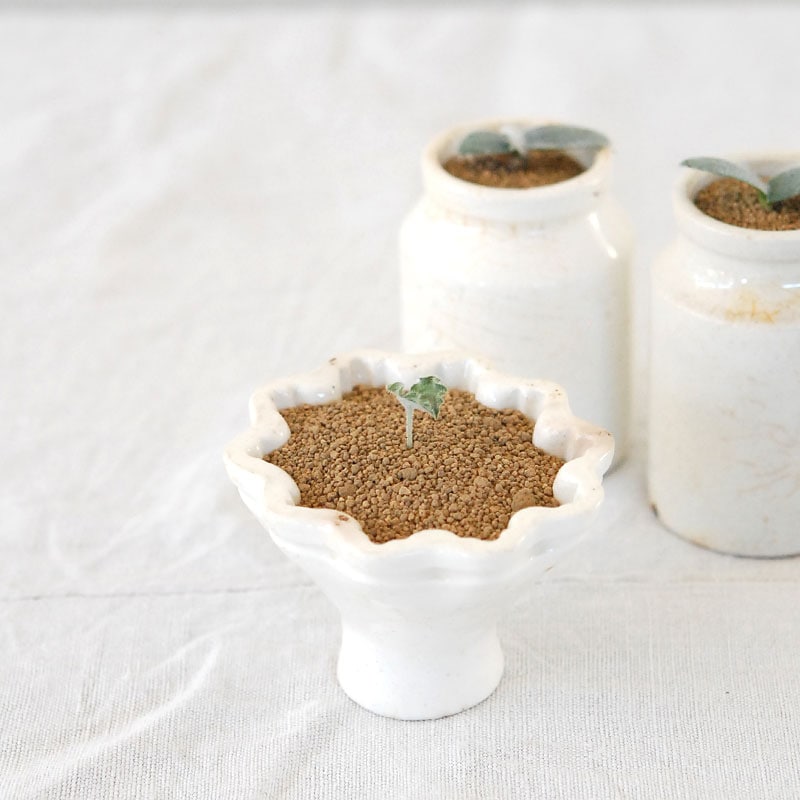 cape bulb x antique pot