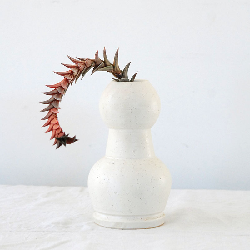 Haworthia ビスコーサ錦 x 荻野揺子さんの器 