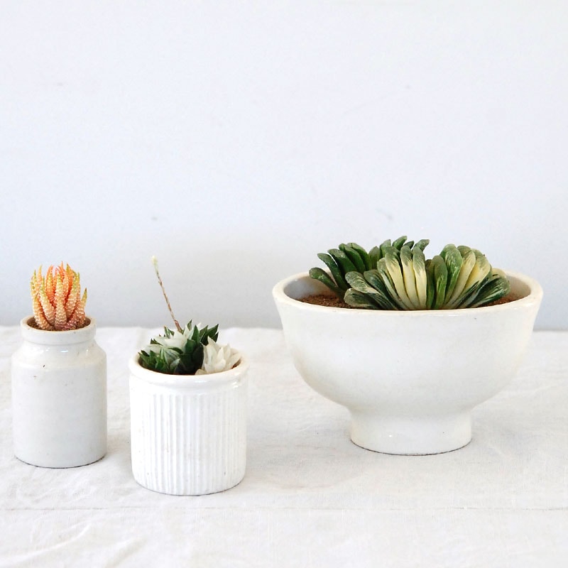 Haworthia 斑入 x antique pot