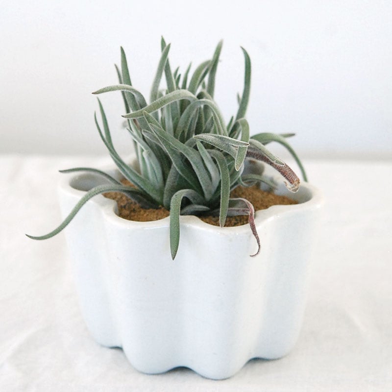 Crassula ズールブロン x antique pot 529