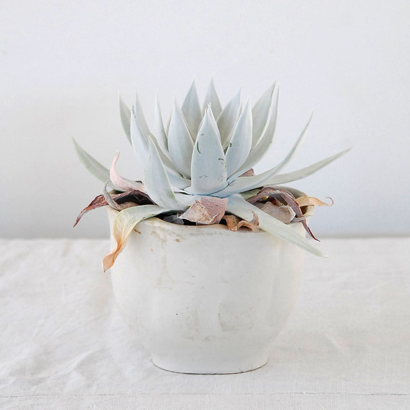 Dudleya 仙女盃 x antique pot 531