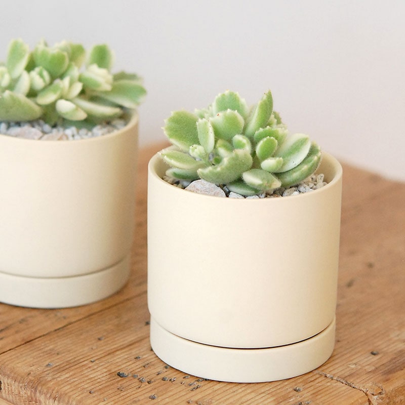 Cotyledon 熊童子錦 x ベージュポットs