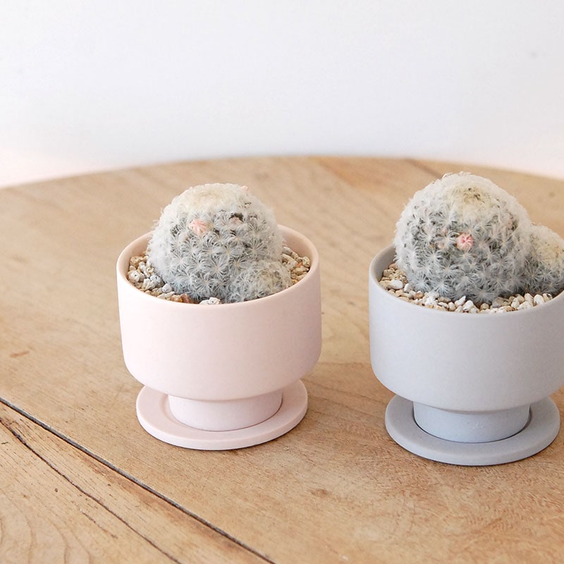 Mammillaria 白星(ピンク花) x マットポット