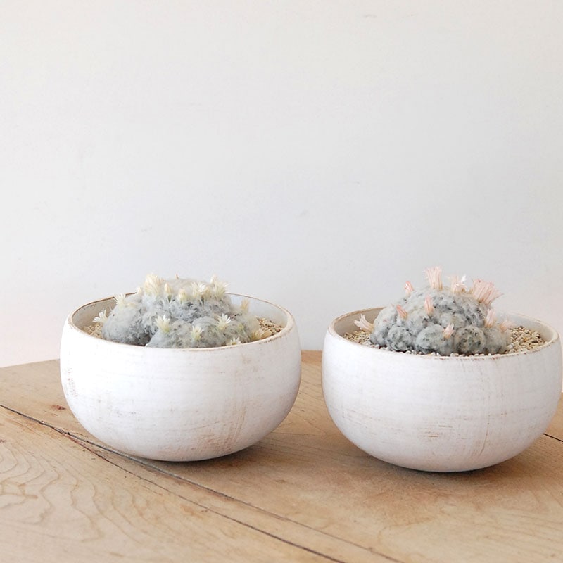 『 送料無料 』Mammillaria 白星 x ホワイトロウポットs