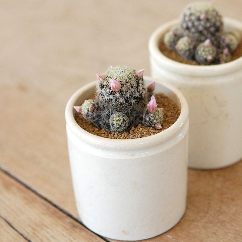 Mammillaria ギセラエ x antique イギリスジャー