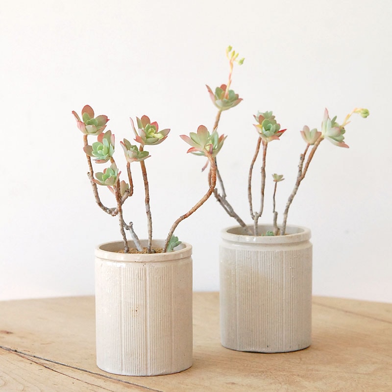 Sedum 薄化粧 x antique イギリスジャー