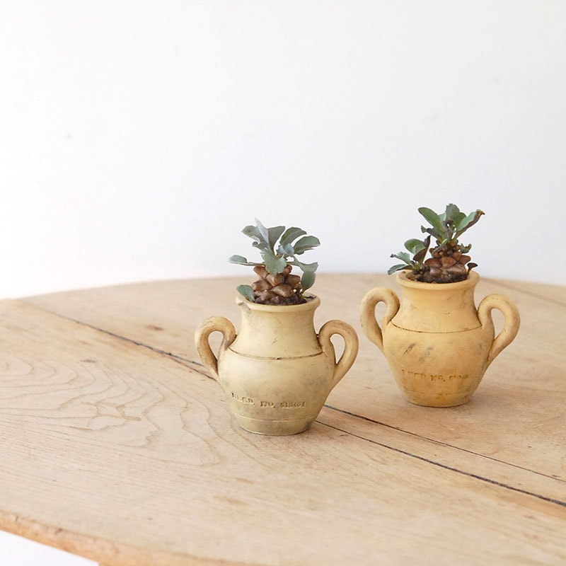 Othonna ヘレイ x antique テラコッタポット